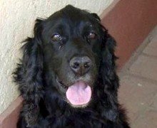 PerroEncontrado_M