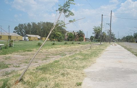 La línea de árboles plantados está en condiciones similares.