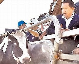 Chavez junto a una de las vacas compradas en la región (Clarín).