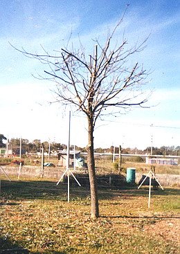 El árbol, despojado de las hojas.