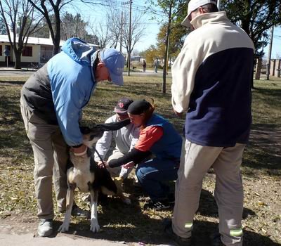 Los veterinarios, aplicando una dosis (Foto: Prensa Municipalidad).