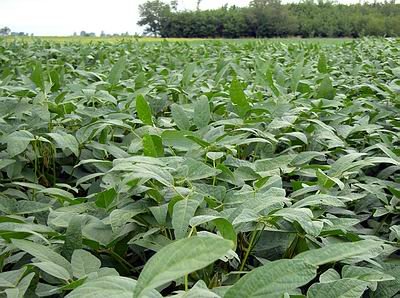 La soja retornará cientos de miles de pesos en el año, aunque la cantidad sigue siendo exigua.