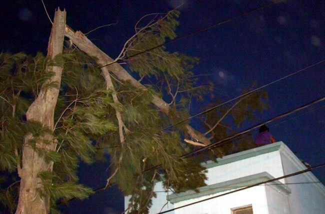 El pino caído sobre la vivienda, en barrio SanCor (Foto: Daniel Culasso).