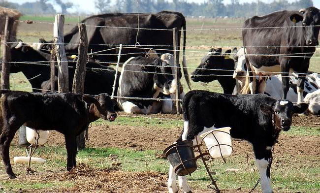 Los productores tamberos serían de los primeros en definir el futuro de la producción primaria.