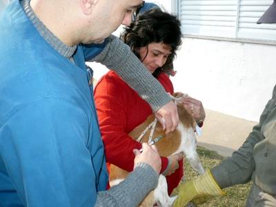 Uno de los perros vacunados el sábado (Foto: Prensa Municipalidad).
