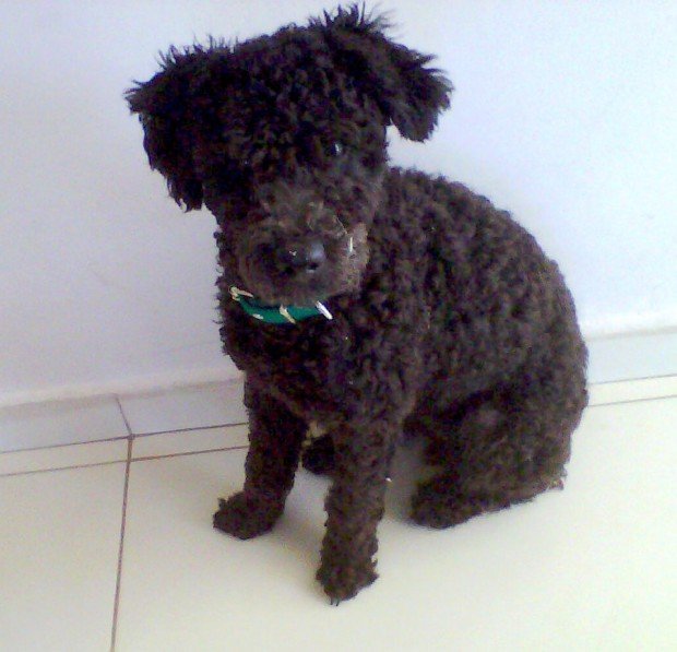 perro-perdido-sunchales-01