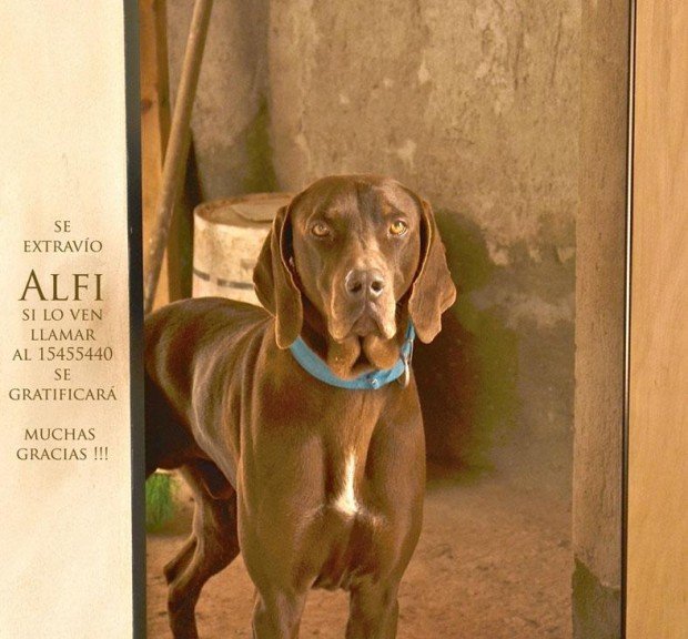 perro-extraviado