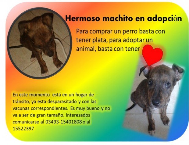 perrito-en-adopcion
